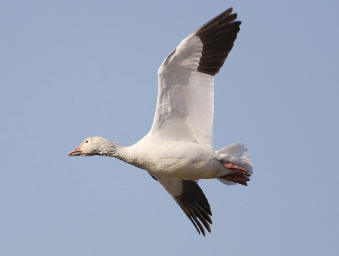 Snow Goose